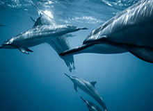 体育直播-英格兰致敬马拉多纳：上帝之手？他让我们爱上足球